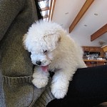 Curious puli pup!