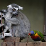 The Toronto Zoo's Newest Baby Lemur