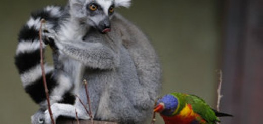 The Toronto Zoo's Newest Baby Lemur