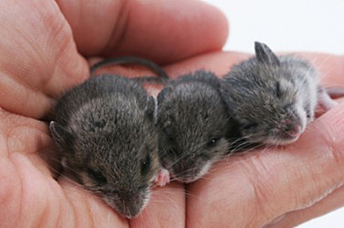 3-little-mice.jpg