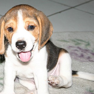 Dogs with Jobs: The Dogs of the Beagle Brigade - Baby Animal Zoo