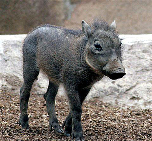 Hakunah Matata A Cute Baby Warthog Means No Worries Baby Animal Zoo