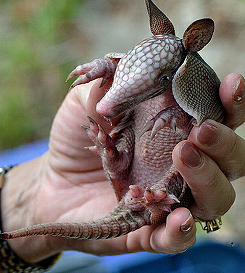 cute-armadillo | Baby Animal Zoo