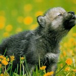 Awooo! You’ll Howl For These Wolf Pups | Baby Animal Zoo