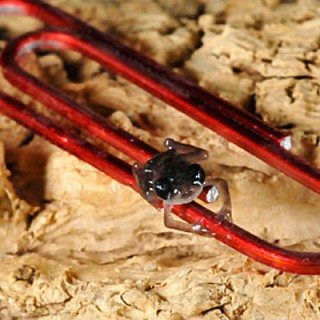 Toad Paperclip Totally Tubular Tiny Toads! - Baby Animal Zoo