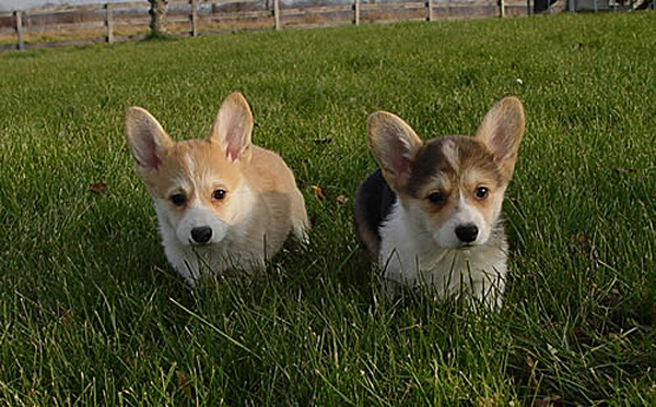 Funny Baby Puppies Corgi