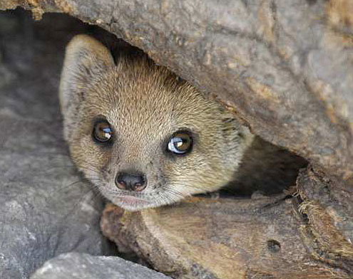 Spotlight On Cute Baby Mongooses Baby Animal Zoo Spotlight On Cute Baby Mongooses Baby Animal Zoo