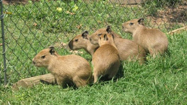 Baby Capybaras Will Be Very Big Someday! - Baby Animal Zoo