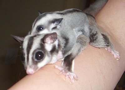 Baby Sugar Gliders | Baby Animal Zoo