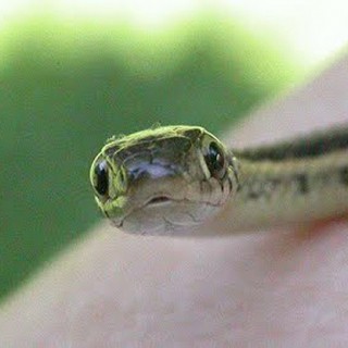 Sssssnakes! Cute Baby Snakes! - Baby Animal Zoo