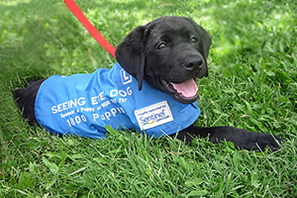 puppy seeing eye dog