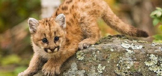 small puma