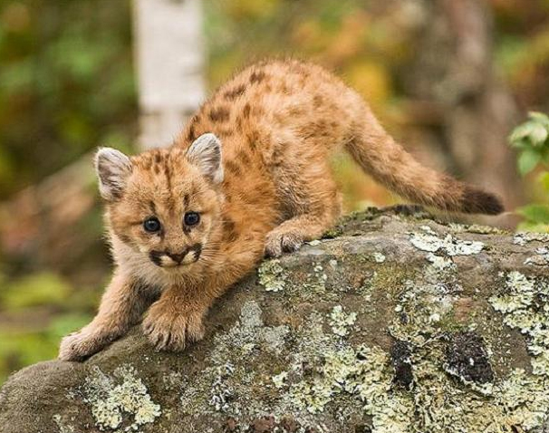 baby puma cat