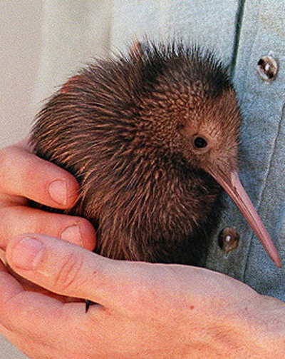 Cuddly Kiwi Baby Animal Zoo