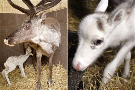 cute-baby-reindeer | Baby Animal Zoo
