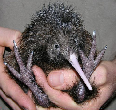 Cute Kiwi Feets Baby Animal Zoo