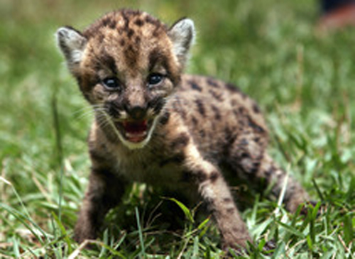 pictures of baby pumas