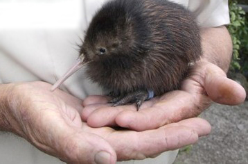 Fat Kiwi Bird Baby Animal Zoo