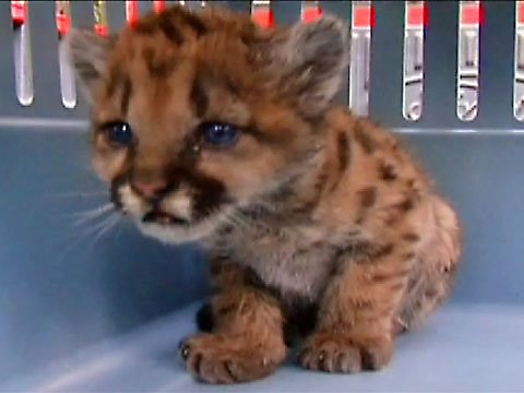 baby puma pet