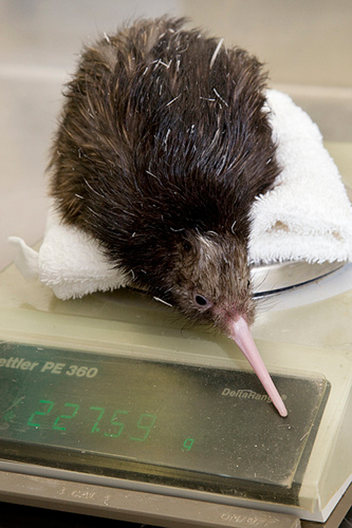 Cute Baby Kiwis! | Baby Animal Zoo