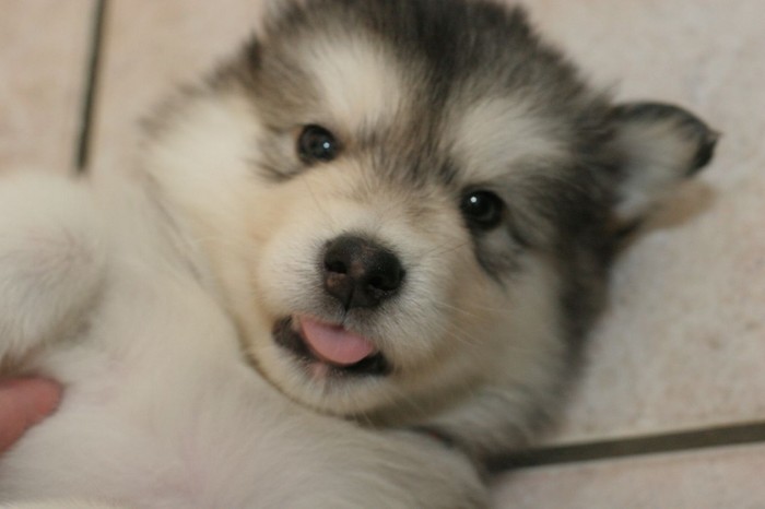 puppy-training-malamute-3 | Baby Animal Zoo