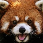 red-panda-40930398487-150x150.jpeg