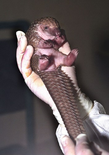 Baby Pangolins Are Adorable Ant Eaters | Baby Animal Zoo