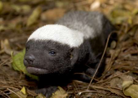 Baby Honey Badgers Also Don’t Care | Baby Animal Zoo