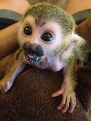 Baby Squirrel Monkey’s Are Two Kinds Of Cute | Baby Animal Zoo