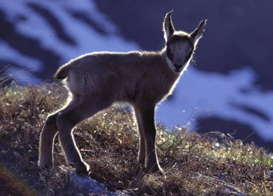 Baby Chamois Are Adorable Baby Animal Zoo