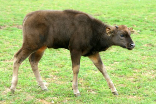 Girbal animal information