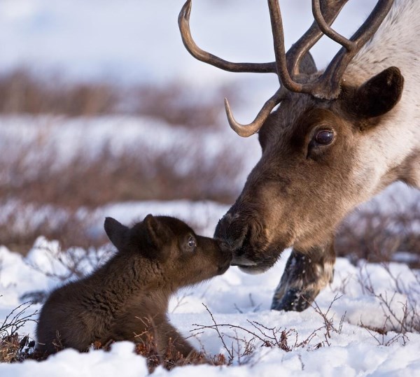 Baby Reindeer For Christmas Baby Animal Zoo
