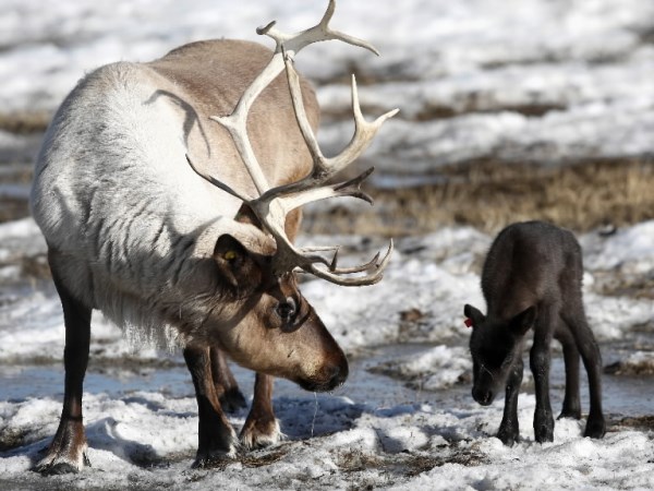 Baby Reindeer For Christmas! | Baby Animal Zoo