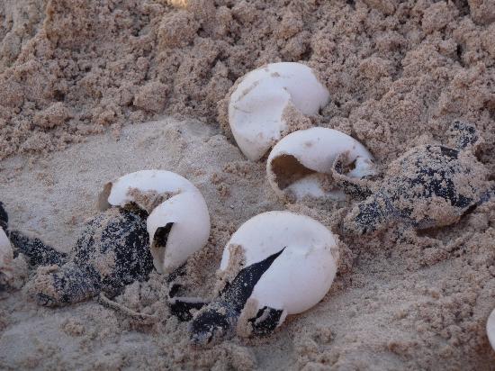 Baby Turtles On Their Journey To The Ocean | Baby Animal Zoo