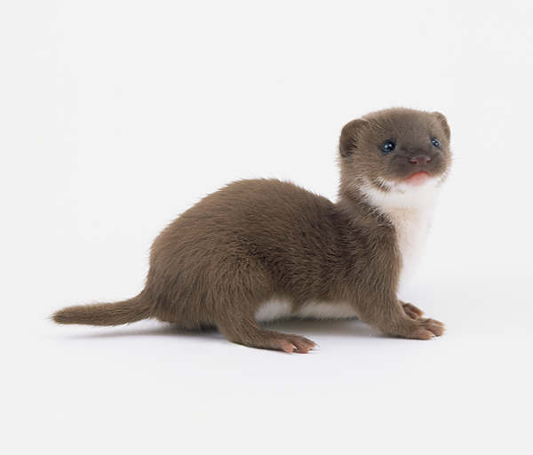 weasel teddy