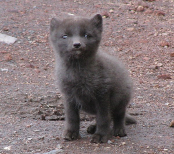 Arctic Foxes Will Warm Your Heart | Baby Animal Zoo