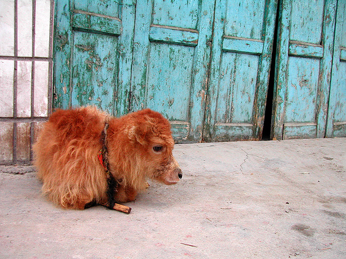 Baby Yaks Have Our Backs! | Baby Animal Zoo