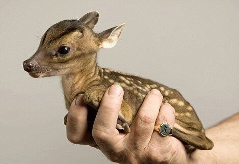 Baby Water Deer Are Dripping With Cute | Baby Animal Zoo