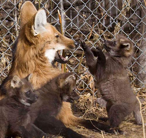 Maned Wolf Puppies | Baby Animal Zoo