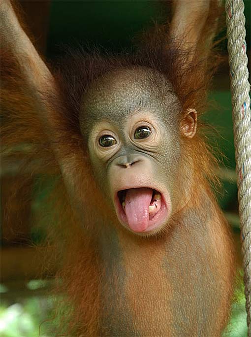 Baby Orangutans Enjoy the Early Years with Mom | Baby Animal Zoo